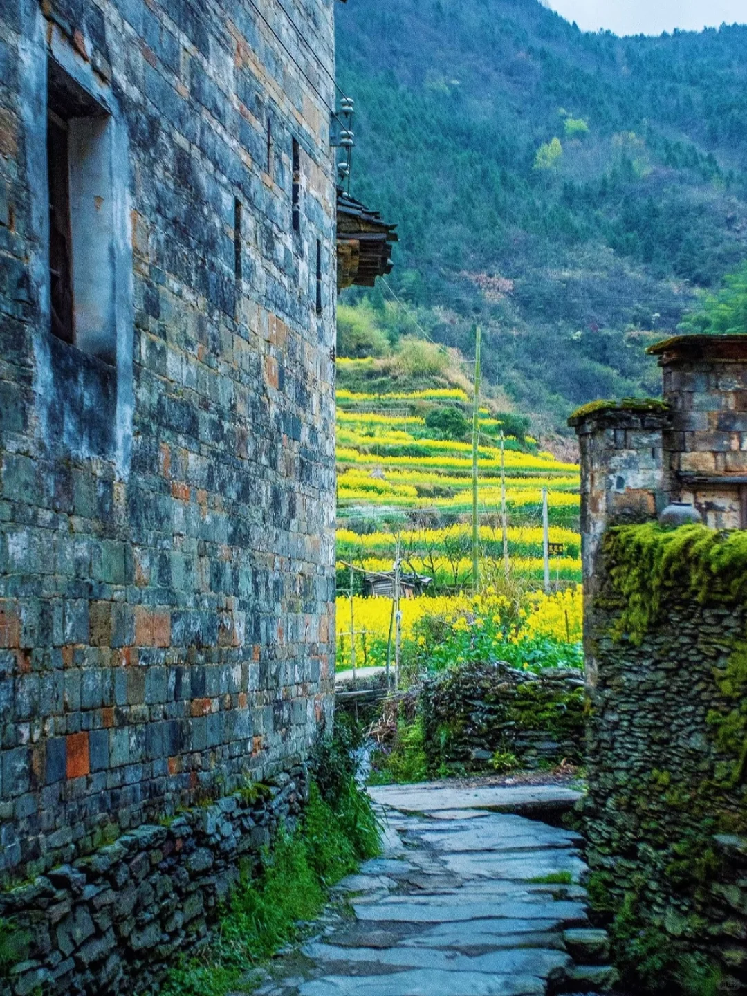 《国家地理》没骗我！3月的婺源美到哭