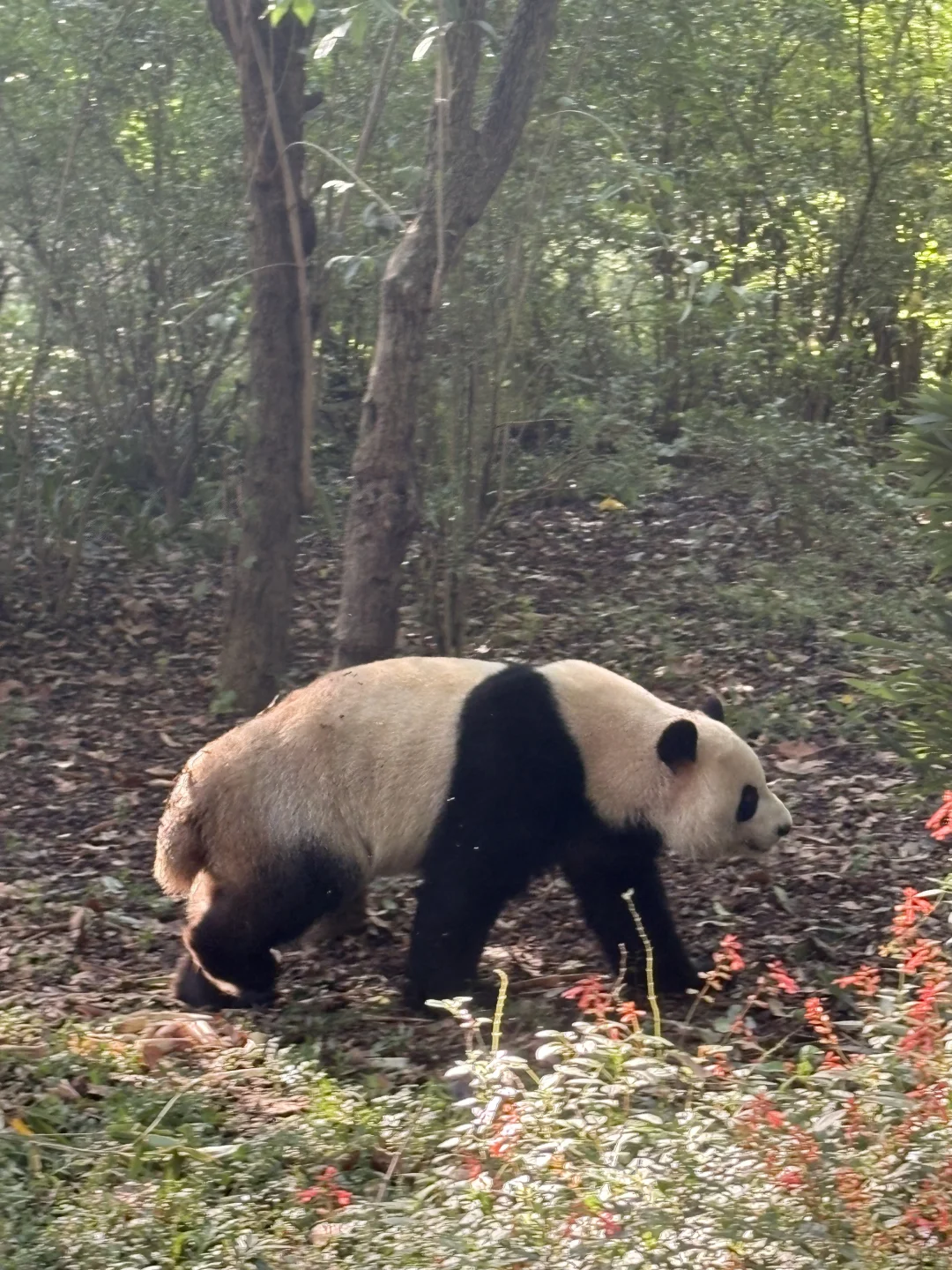 2-6月带娃和老人来四川的,直接抄作业