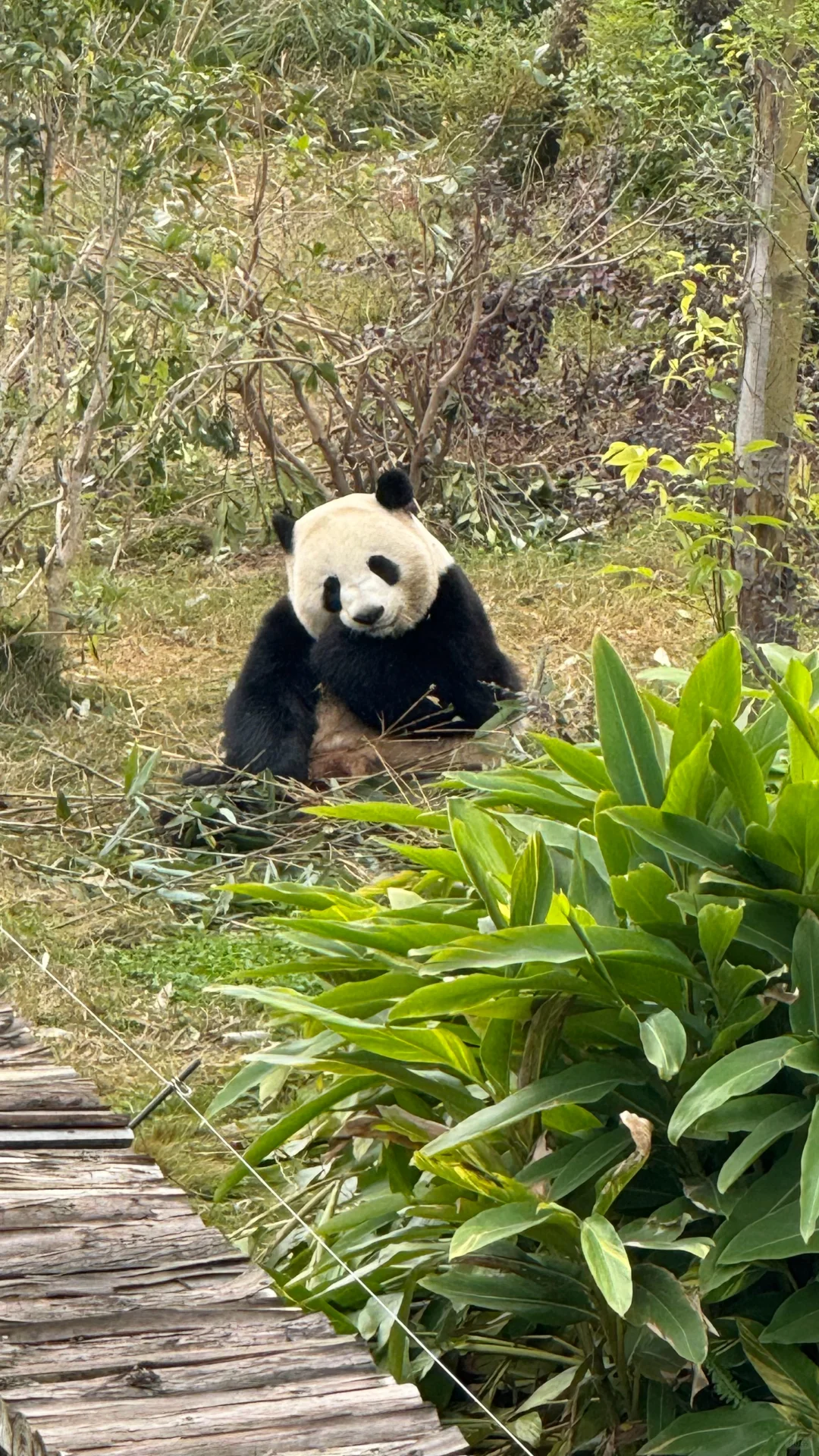 2-6月带娃和老人来四川的,直接抄作业