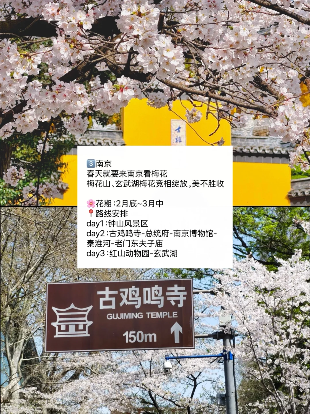 赏花慢游🌸适合3-4月春天旅游的九个城市