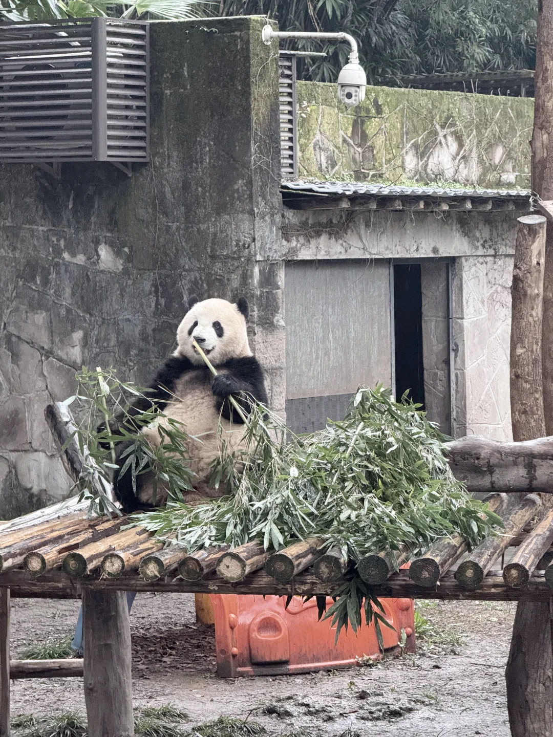 3.3📍重庆三天已回。。走崩溃了😭😭
