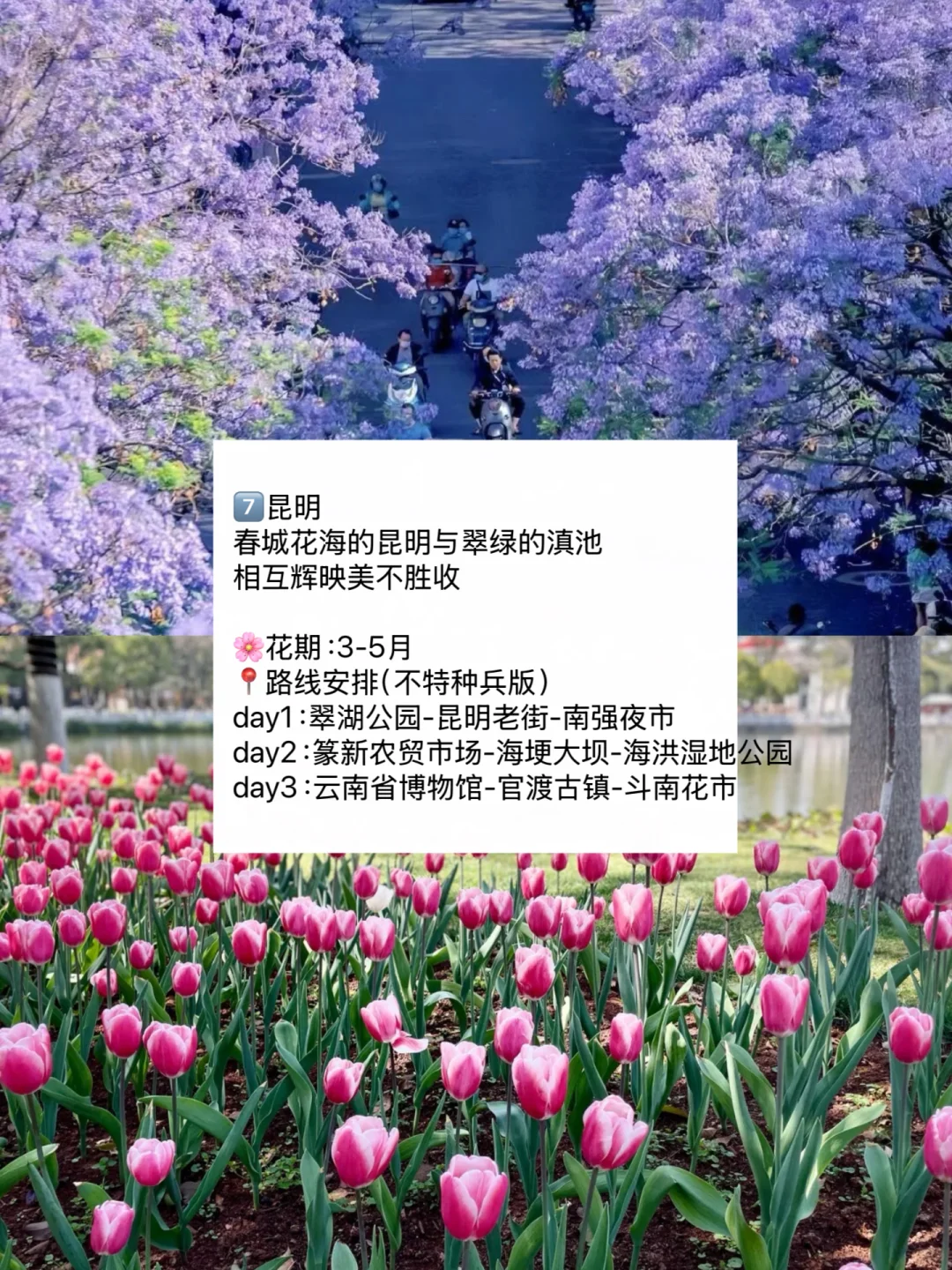 赏花慢游🌸适合3-4月春天旅游的九个城市