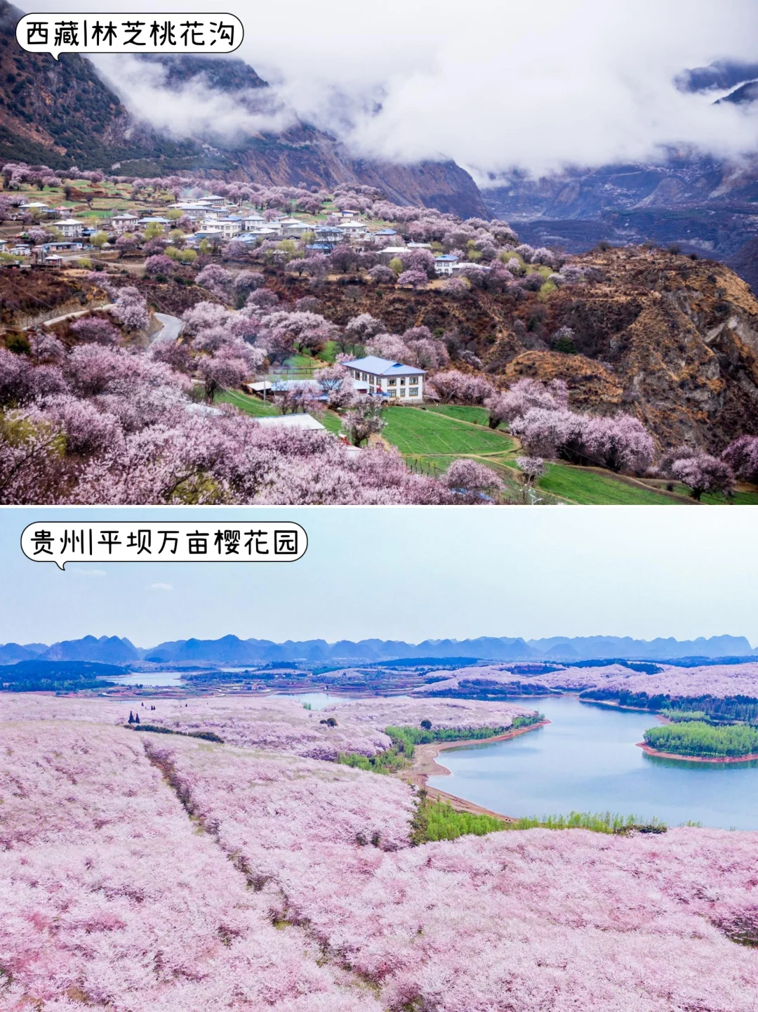 🤩3-5月不知道去哪玩?那就挑个最近的去吧