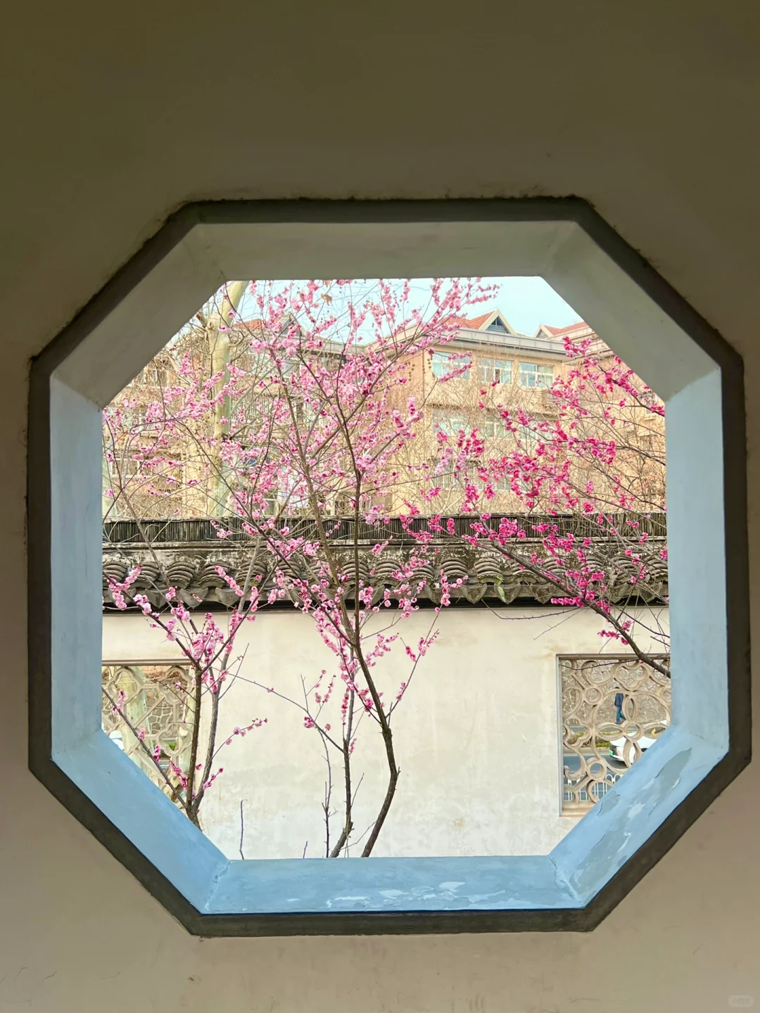 南京｜这个免费赏梅圣地，🌸真的美到窒息…
