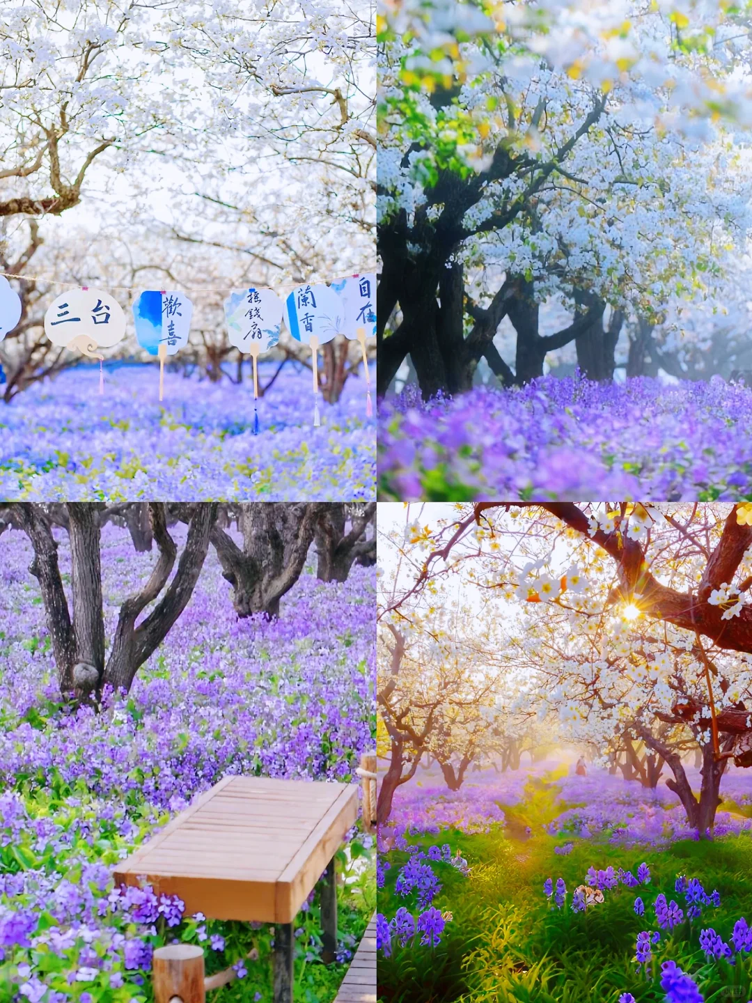 🌈宿迁| 3、4月来真的很香，人少景美！