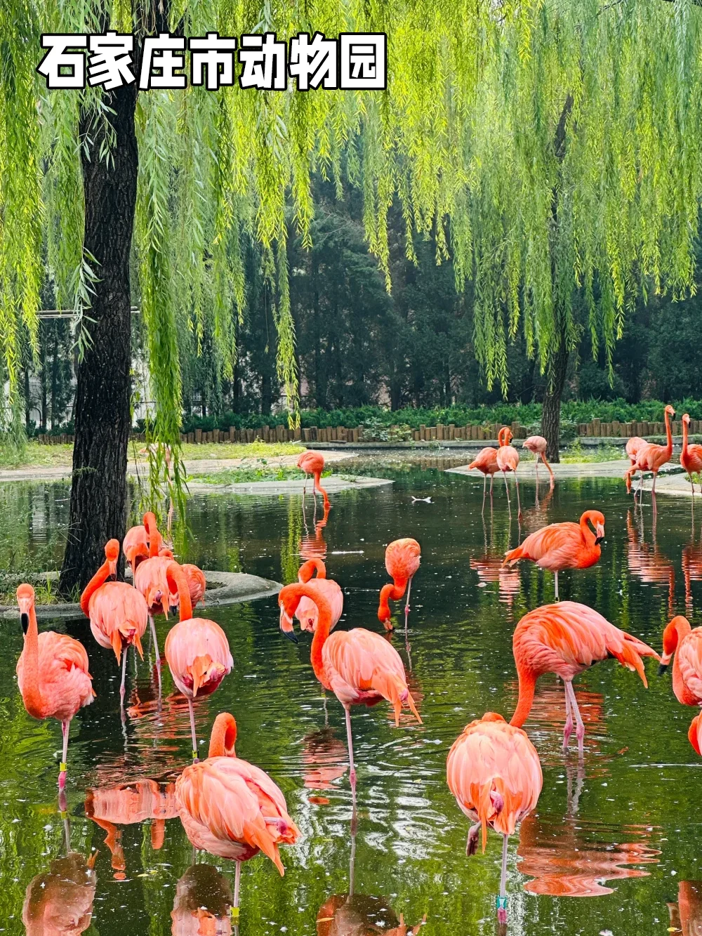 3.8女神节 石家庄景点薅羊毛攻略~超多免费