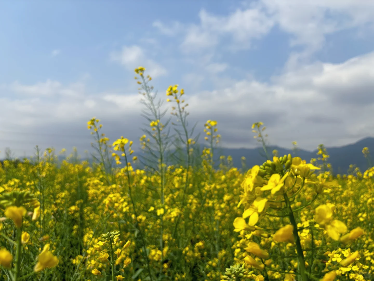 城市里的生态田园