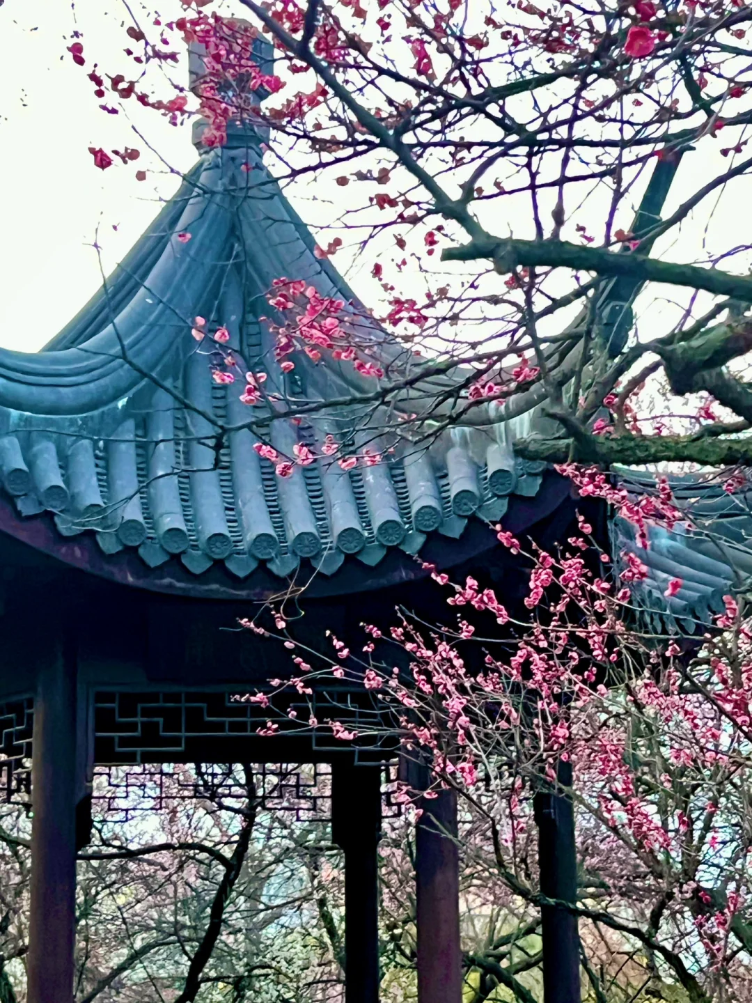 南京｜这个免费赏梅圣地，🌸真的美到窒息…