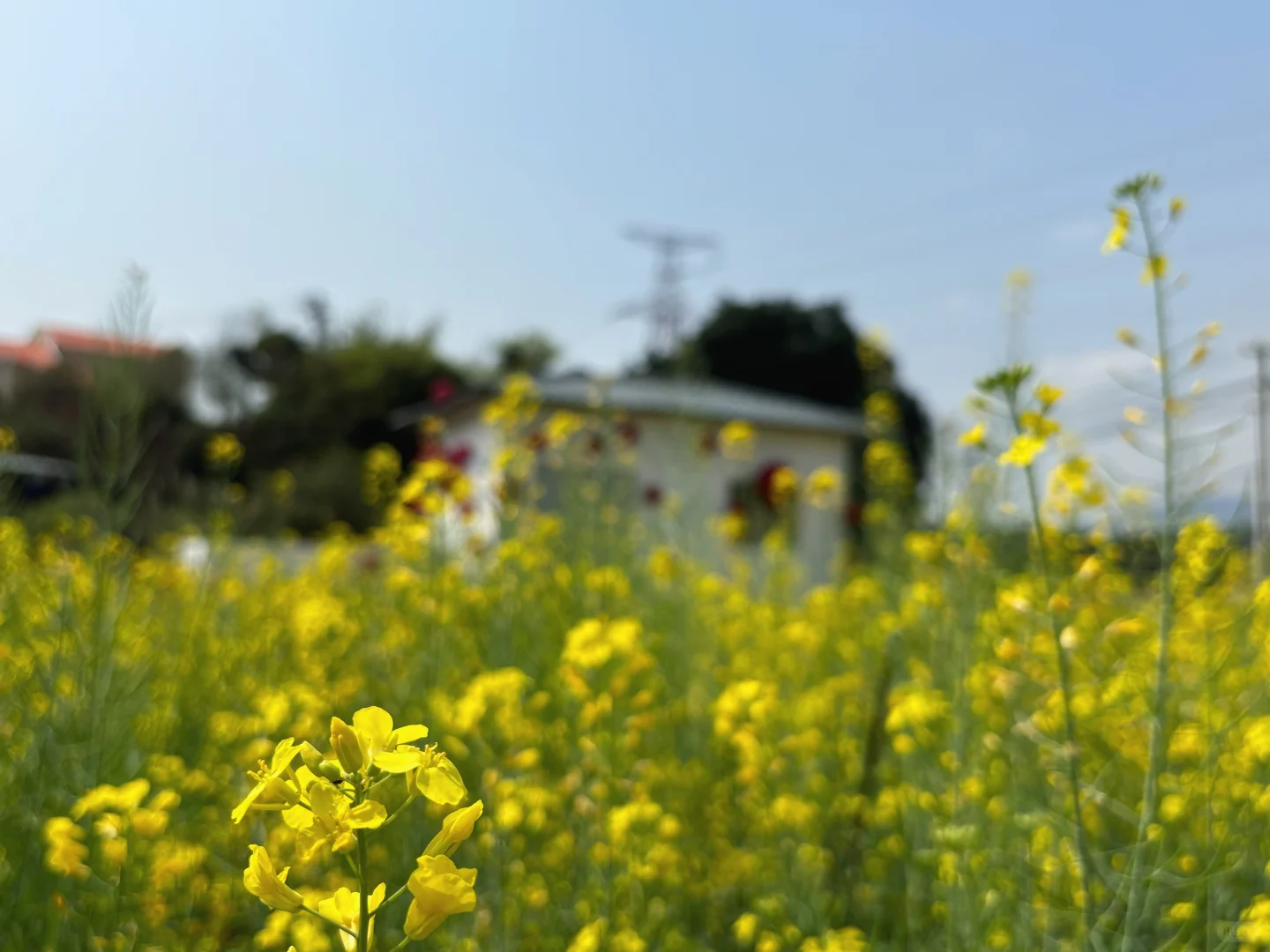 城市里的生态田园
