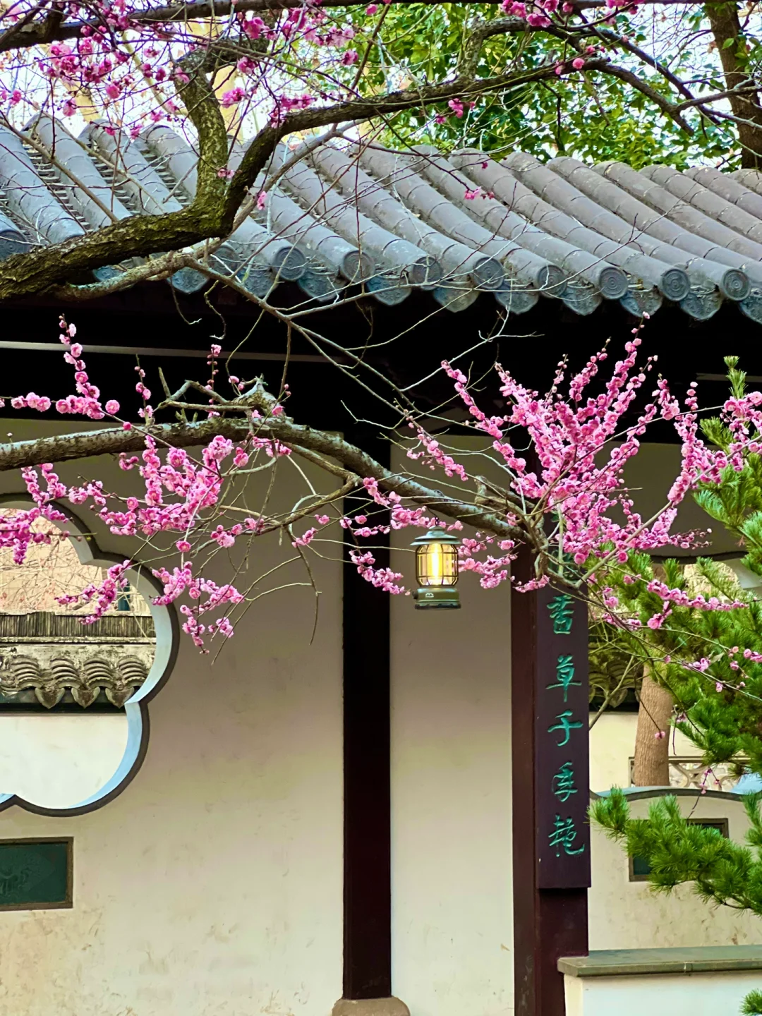 南京｜这个免费赏梅圣地，🌸真的美到窒息…