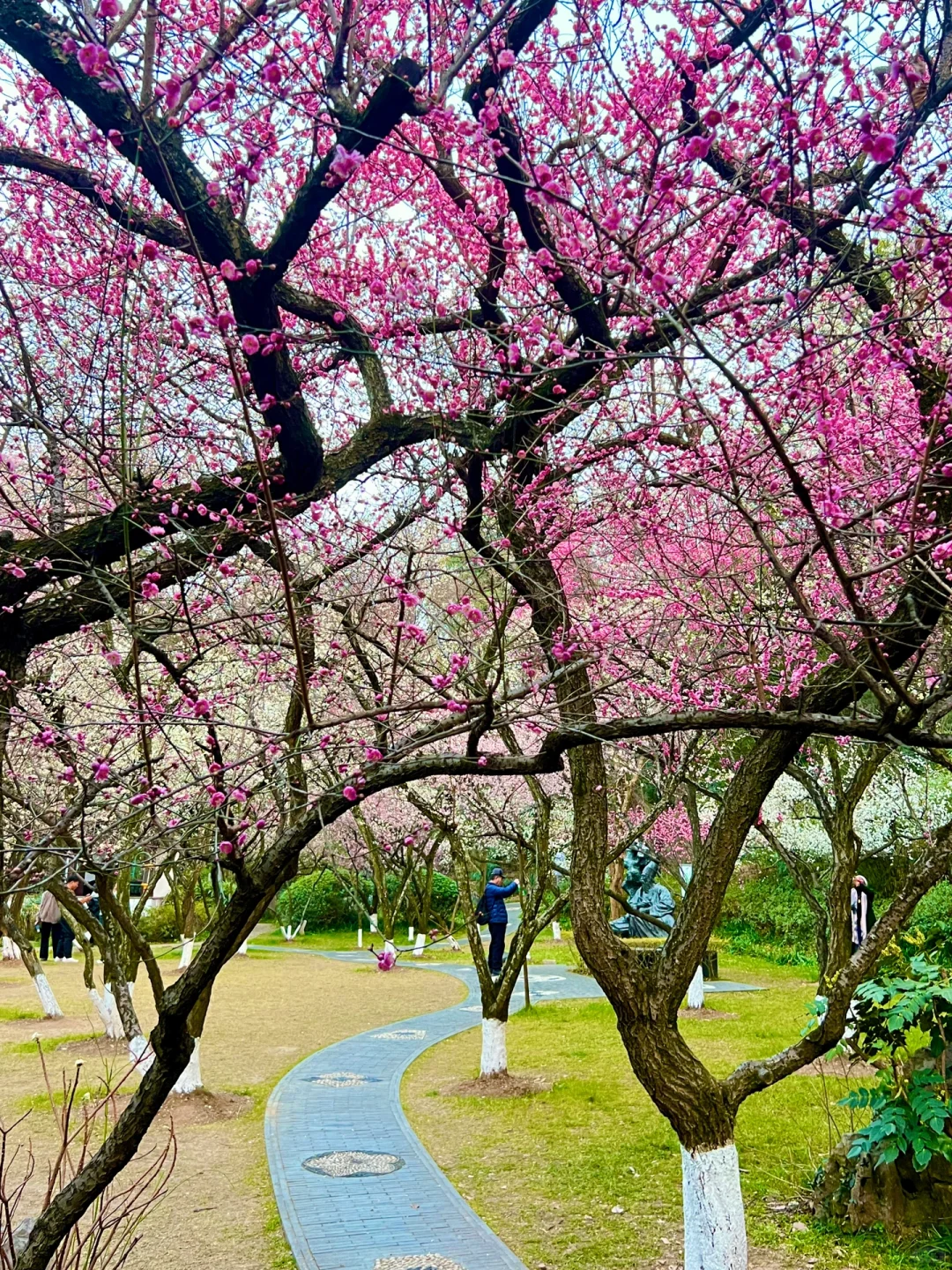南京｜这个免费赏梅圣地，🌸真的美到窒息…