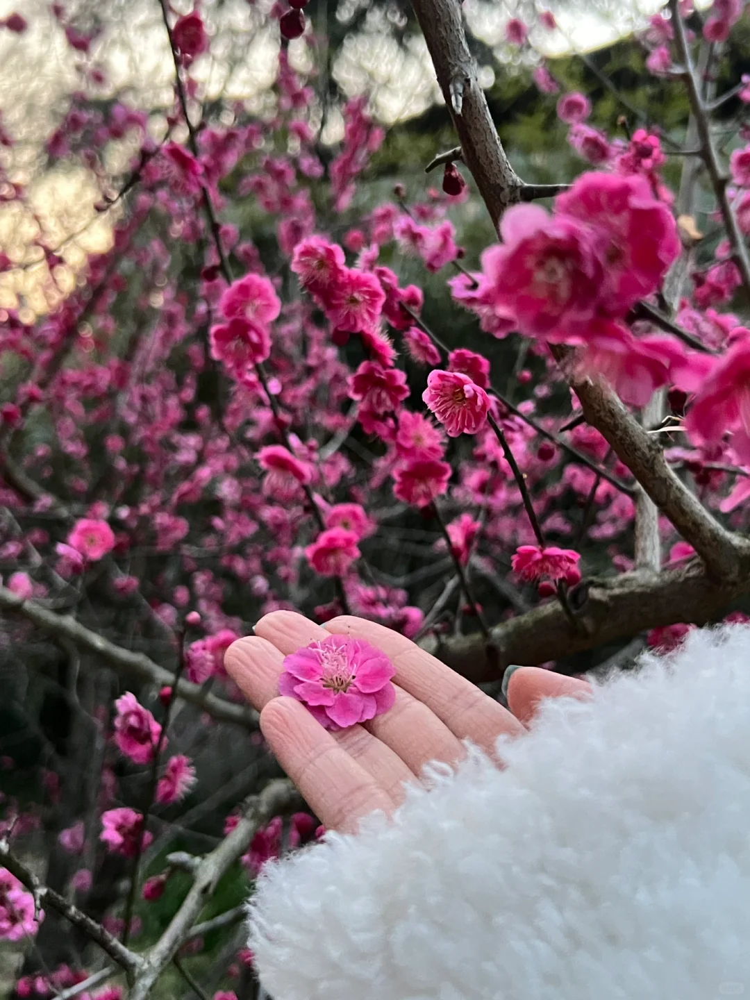 南京｜这个免费赏梅圣地，🌸真的美到窒息…