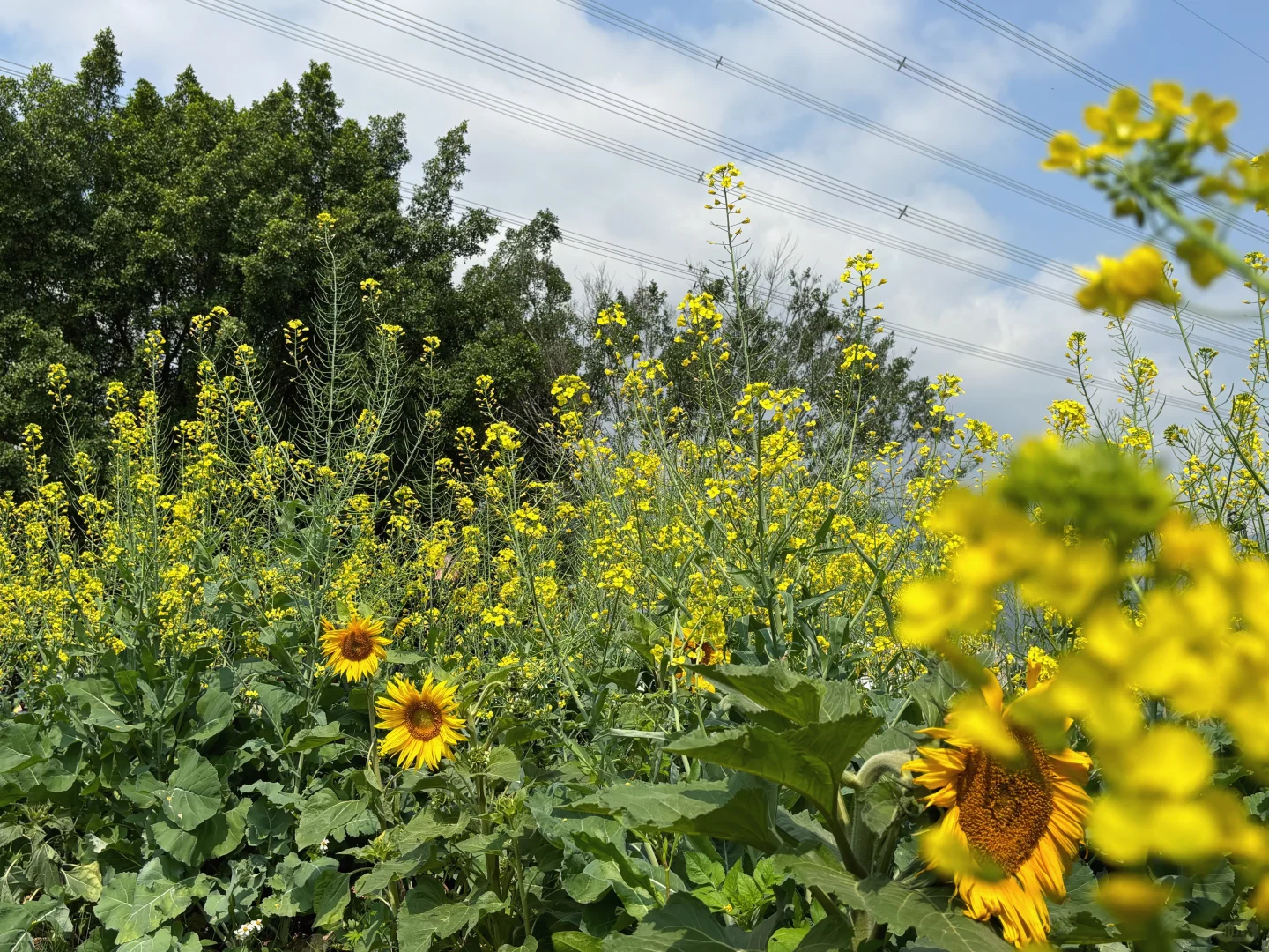 城市里的生态田园