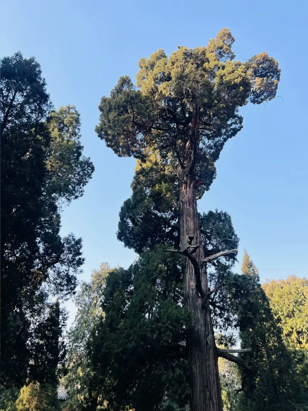 打工人周末旅行🎉第65站📍 山东 曲阜✅