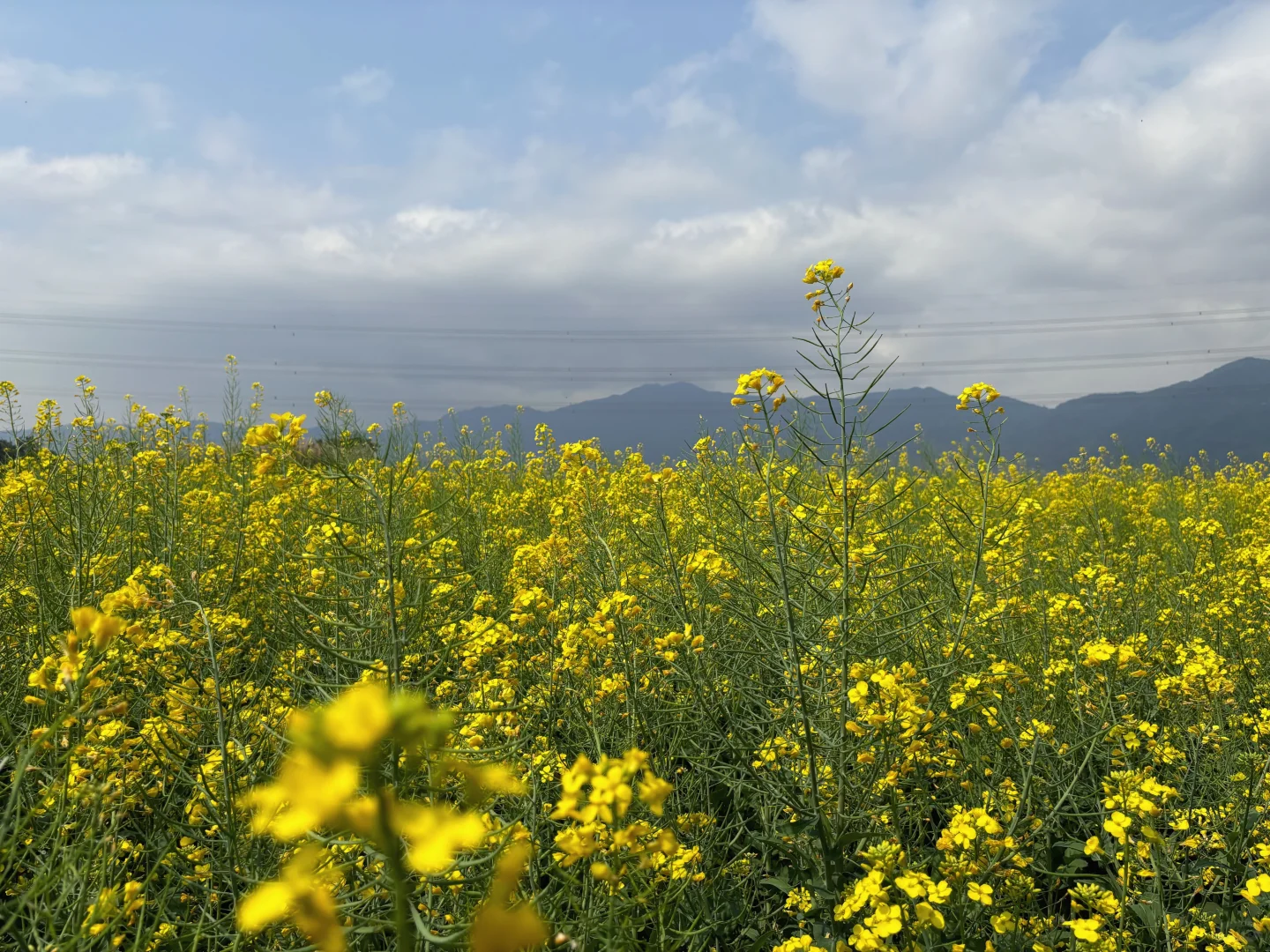城市里的生态田园