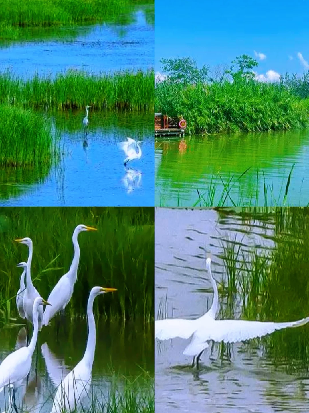 🌈宿迁| 3、4月来真的很香，人少景美！