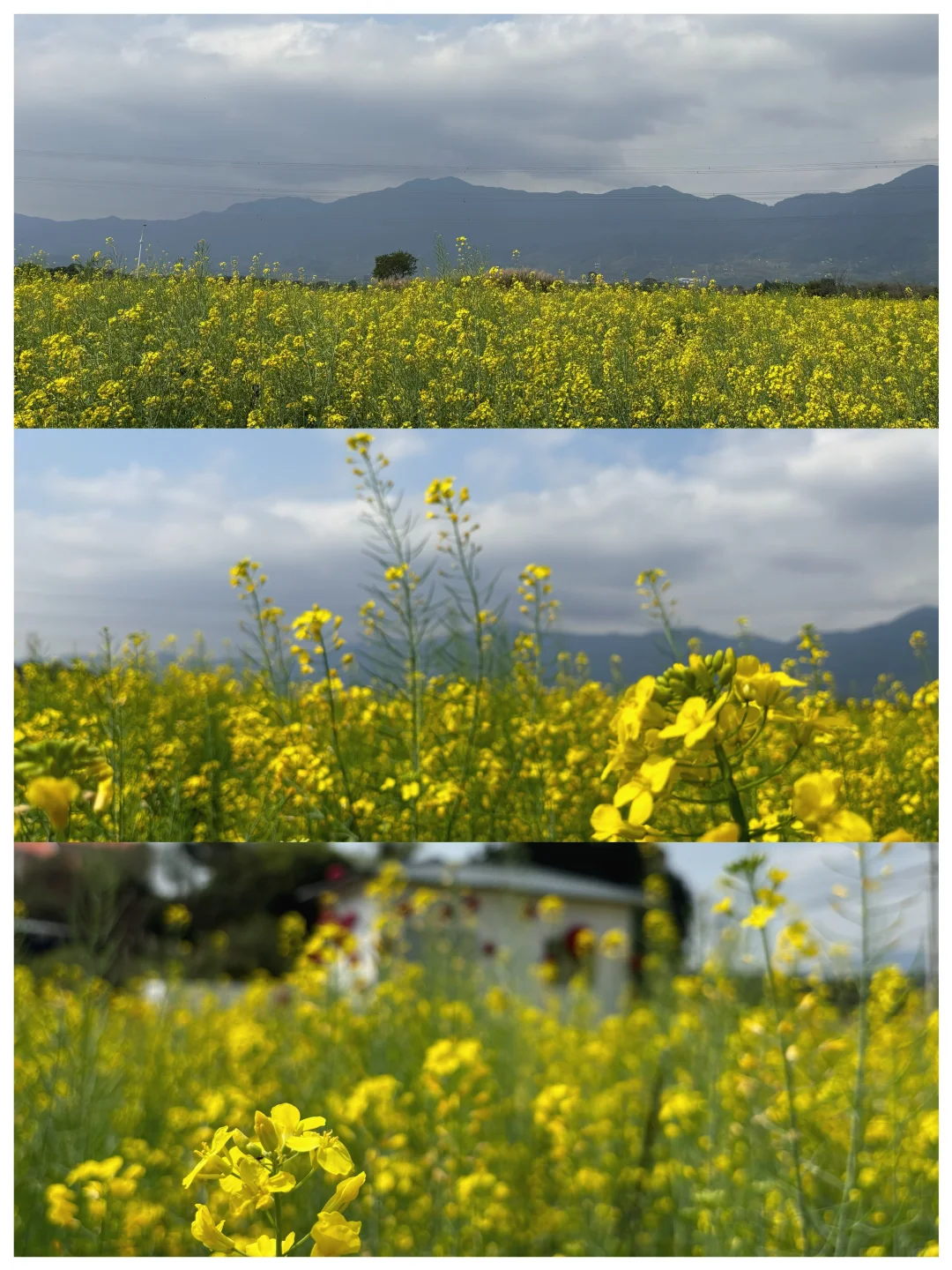 城市里的生态田园