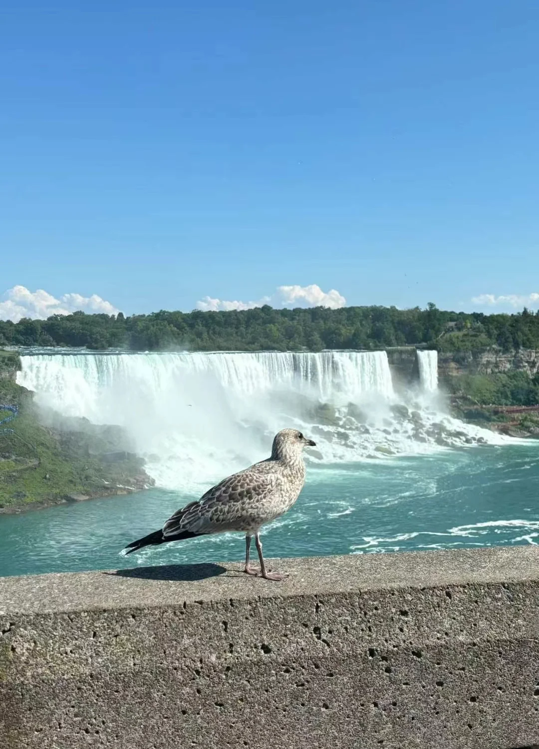 一刀横跳美加国界