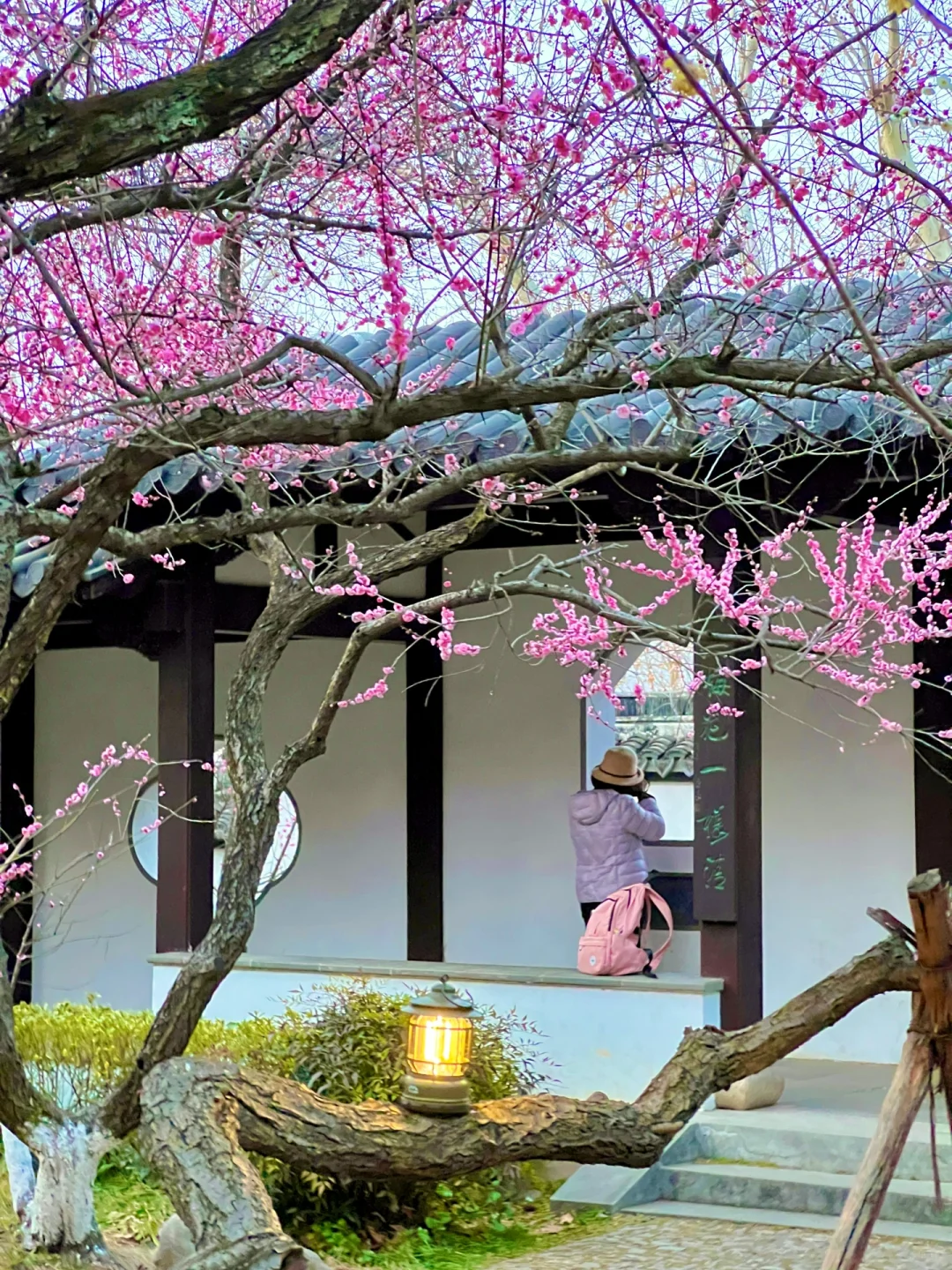 南京｜这个免费赏梅圣地，🌸真的美到窒息…