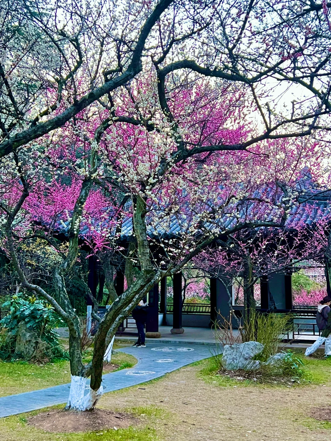 南京｜这个免费赏梅圣地，🌸真的美到窒息…