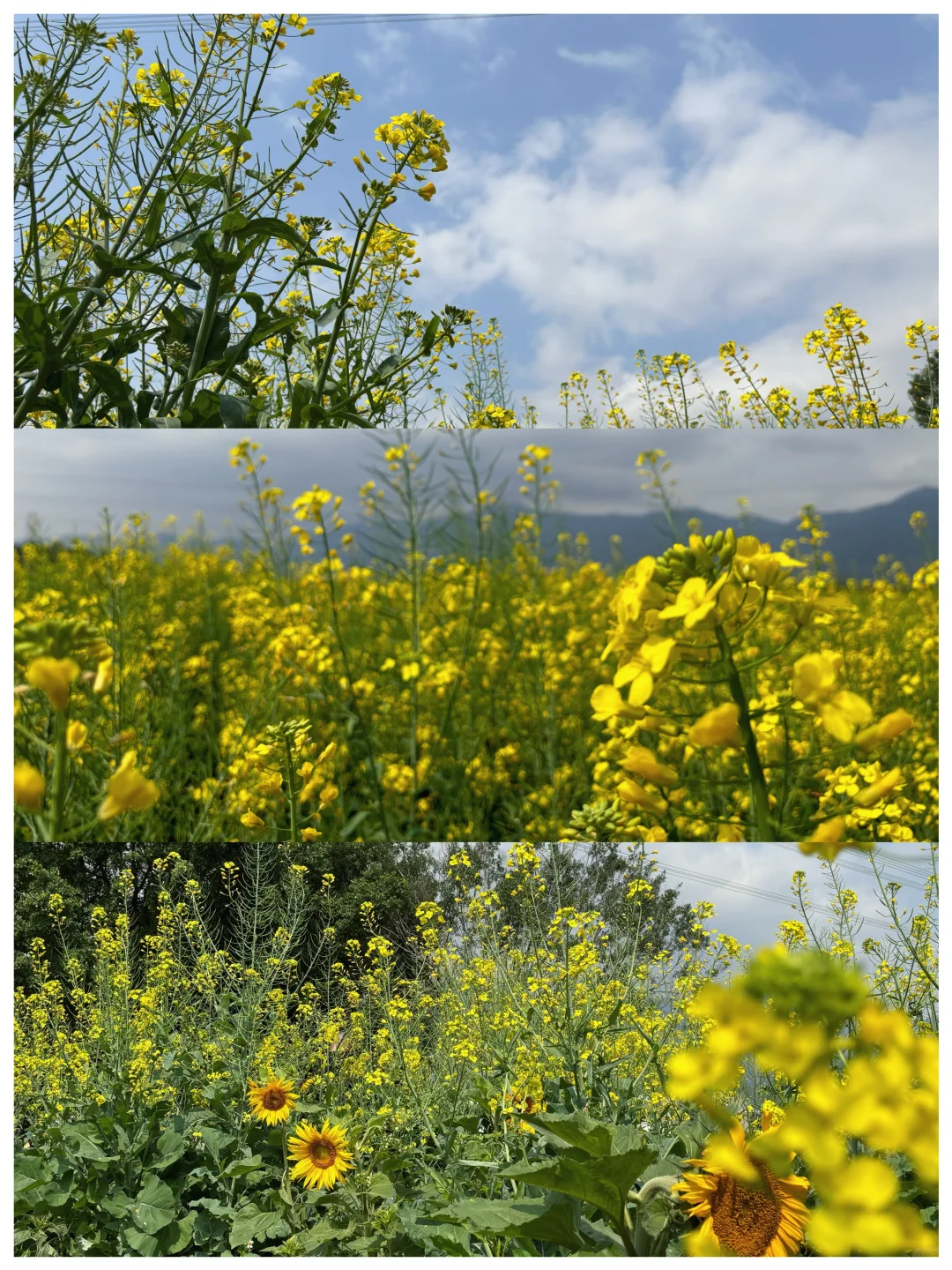 城市里的生态田园