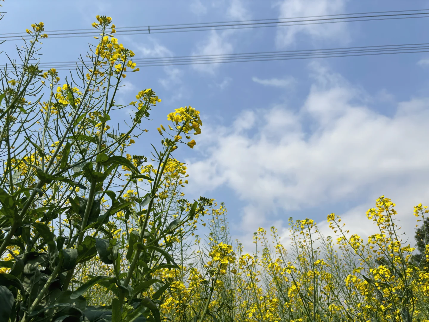 城市里的生态田园