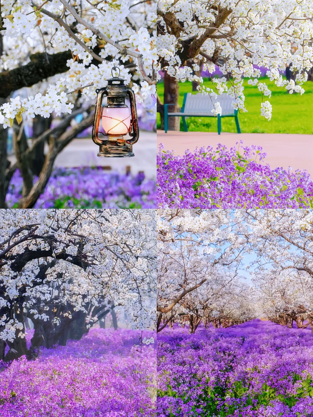 🌈宿迁| 3、4月来真的很香，人少景美！