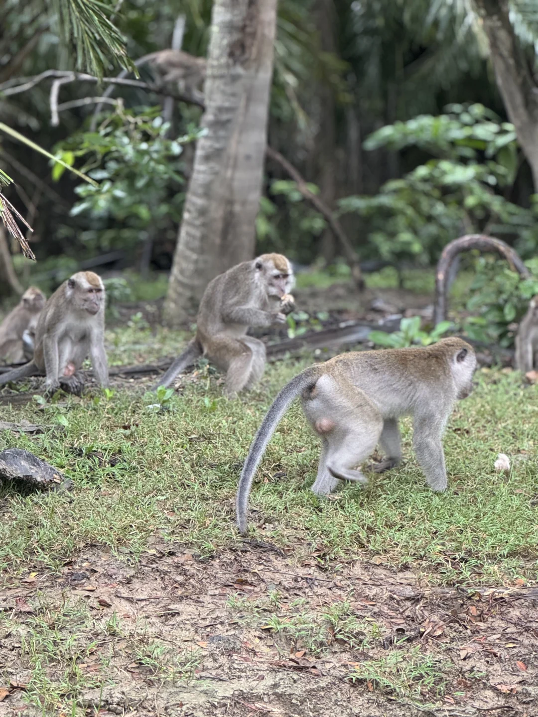 🌴亚庇第一天 🌿