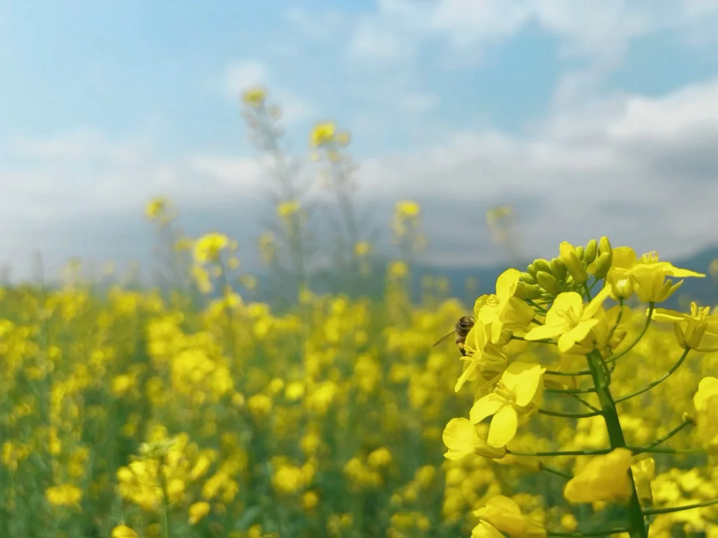 城市里的生态田园