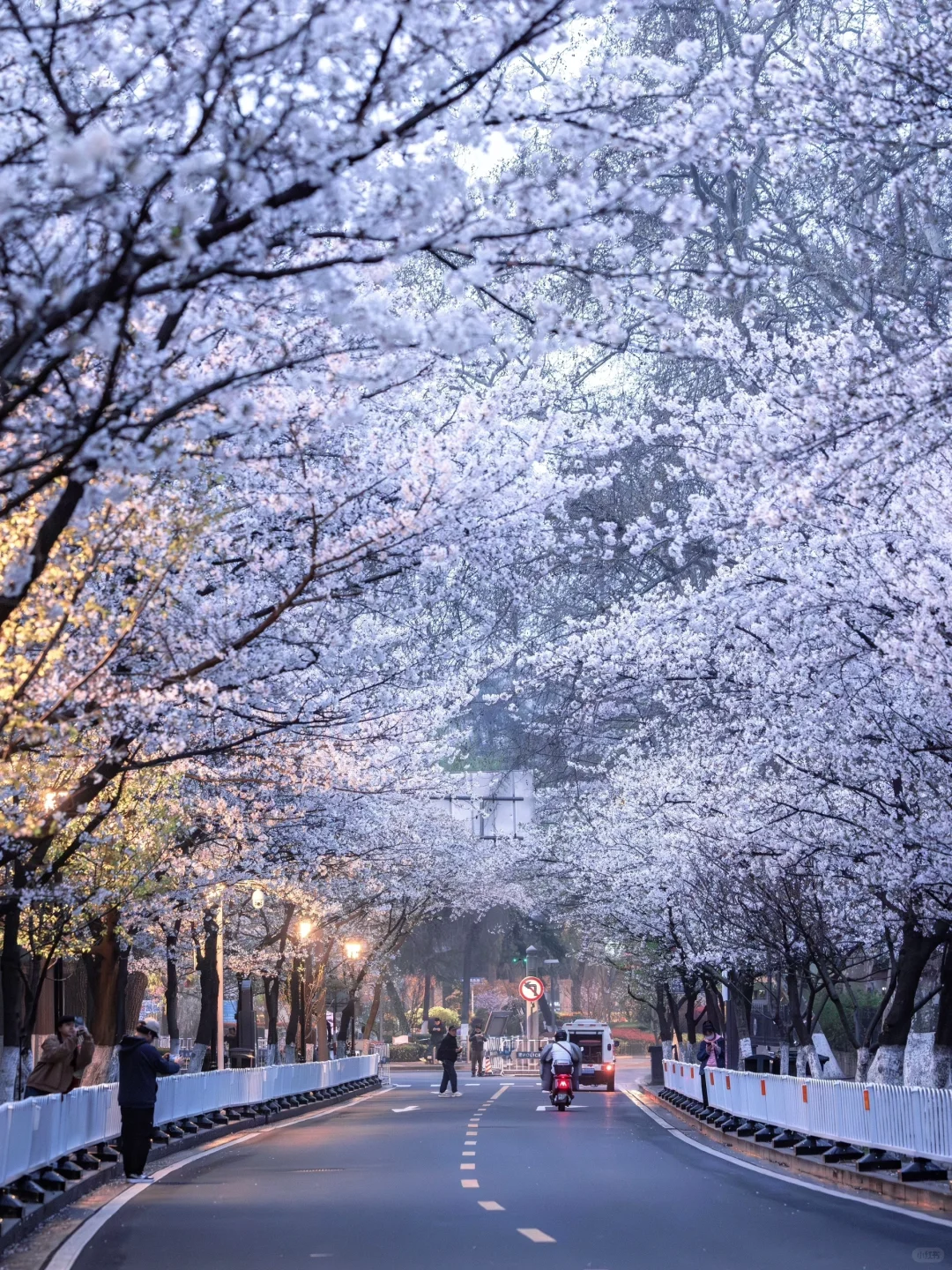 南京下个月樱花盛开｜这❺个赏樱地别错过