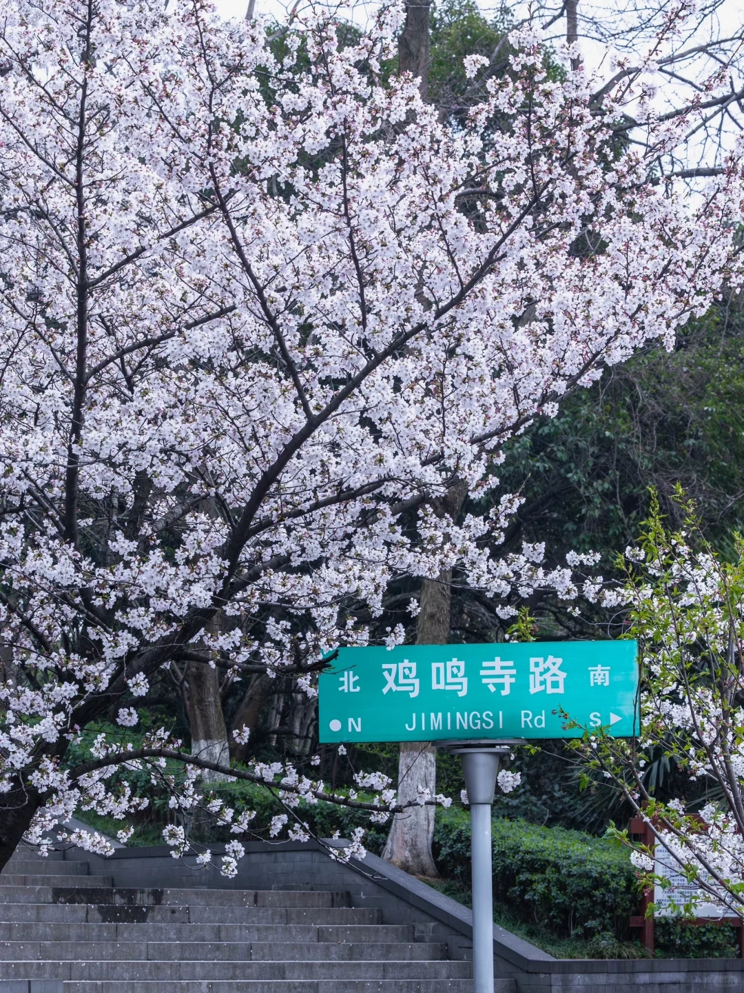 南京下个月樱花盛开｜这❺个赏樱地别错过
