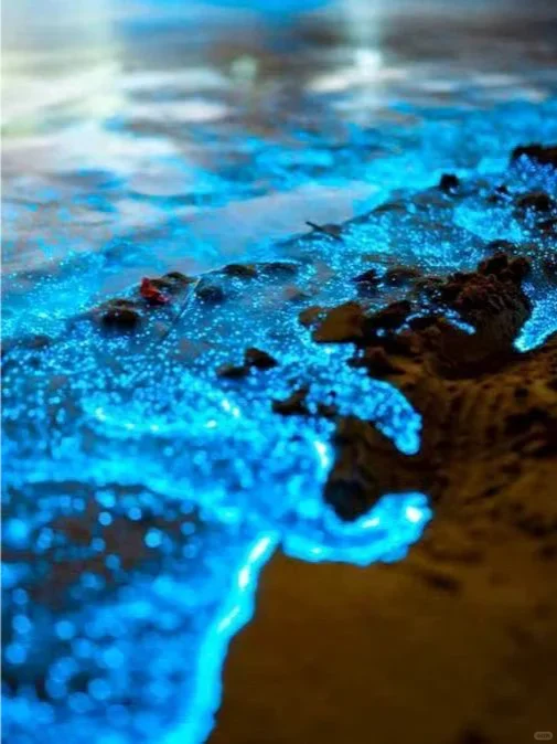 福建平潭首场蓝眼泪💧2025追泪最全攻略！