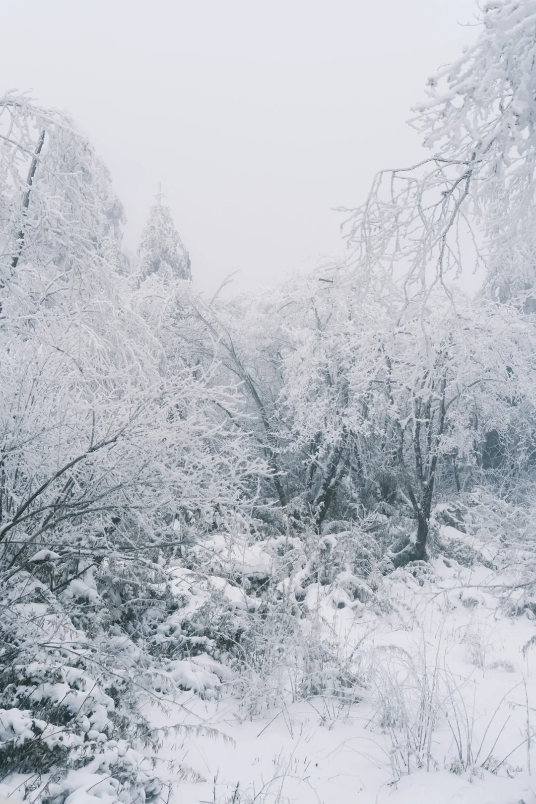 在王岗坪 遇见积雪雾凇～❄️