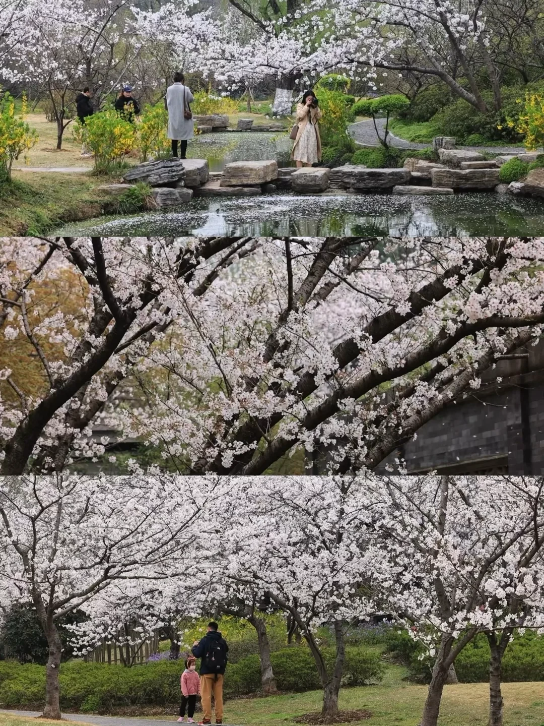 南京下个月樱花盛开｜这❺个赏樱地别错过