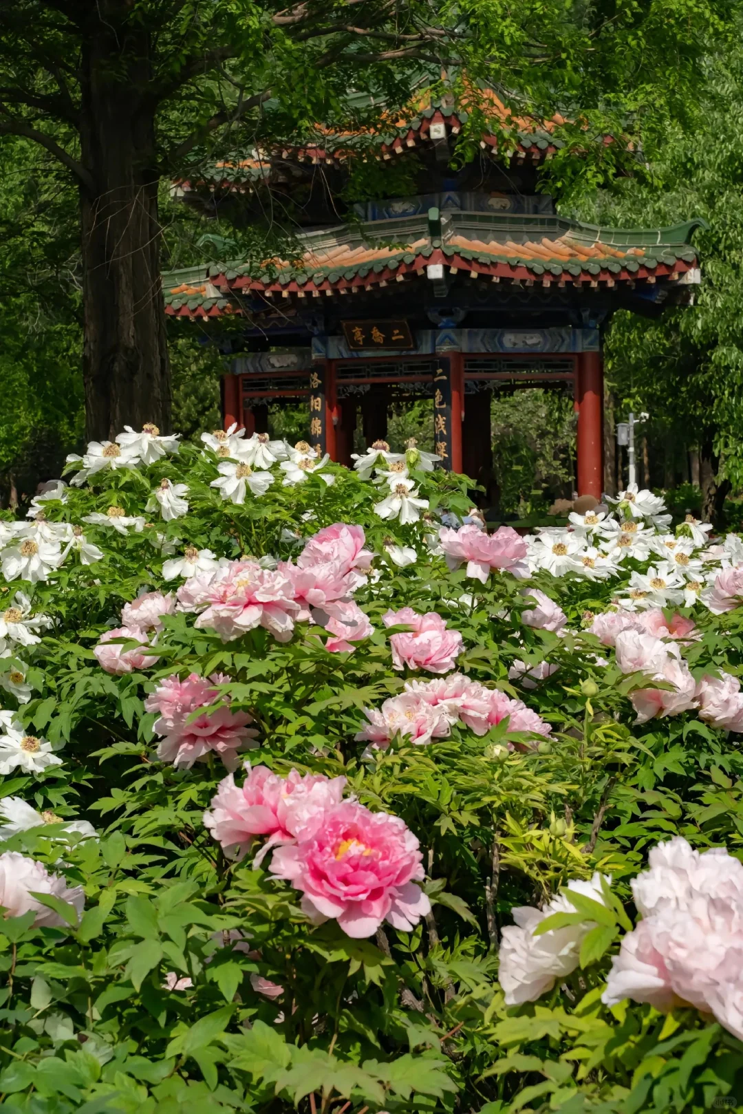 洛阳赏牡丹花攻略