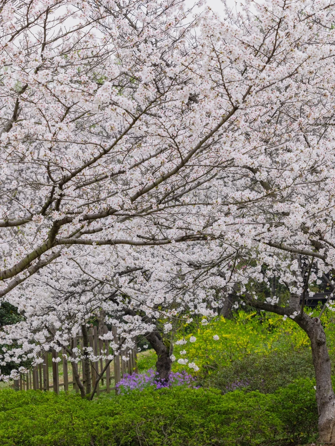 南京下个月樱花盛开｜这❺个赏樱地别错过
