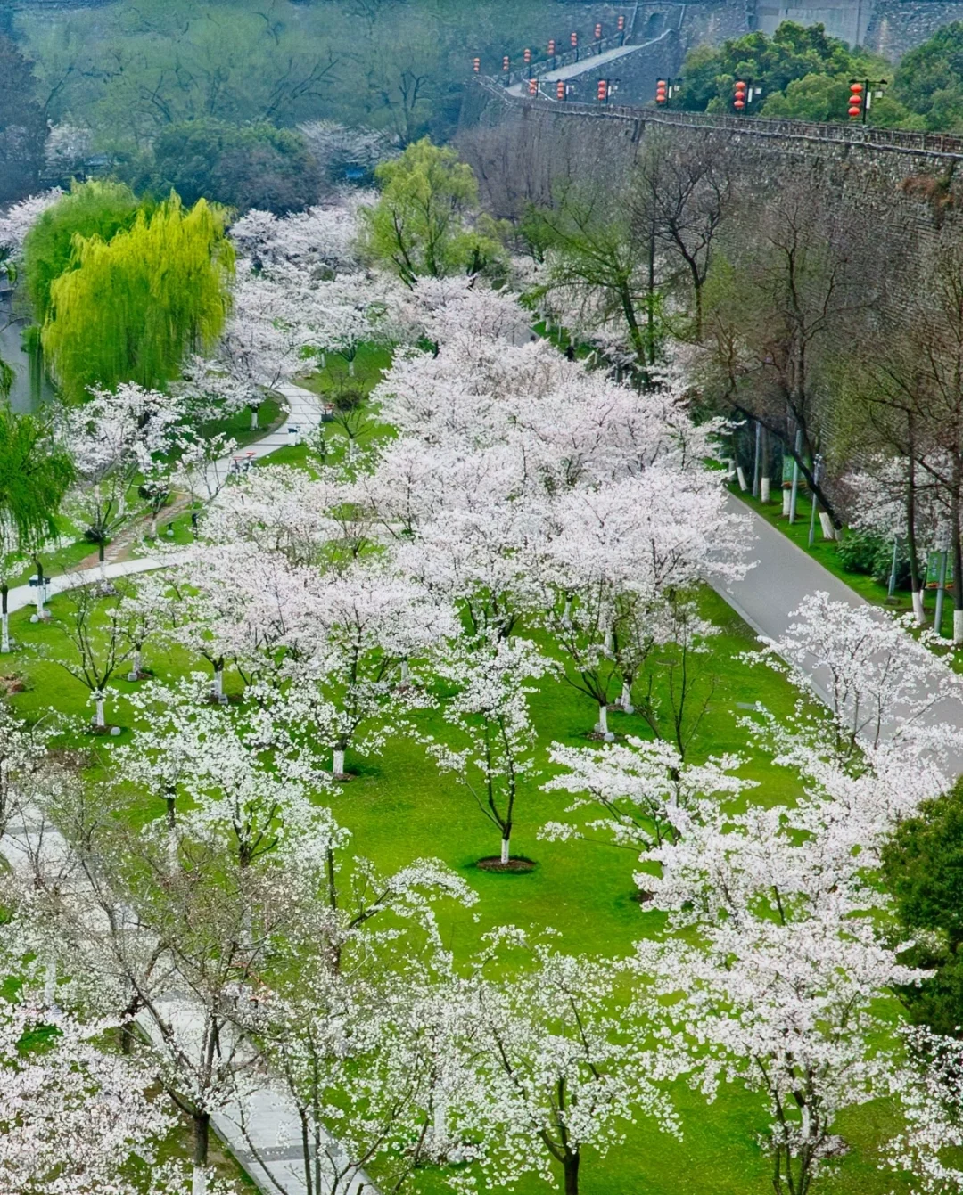 南京下个月樱花盛开｜这❺个赏樱地别错过
