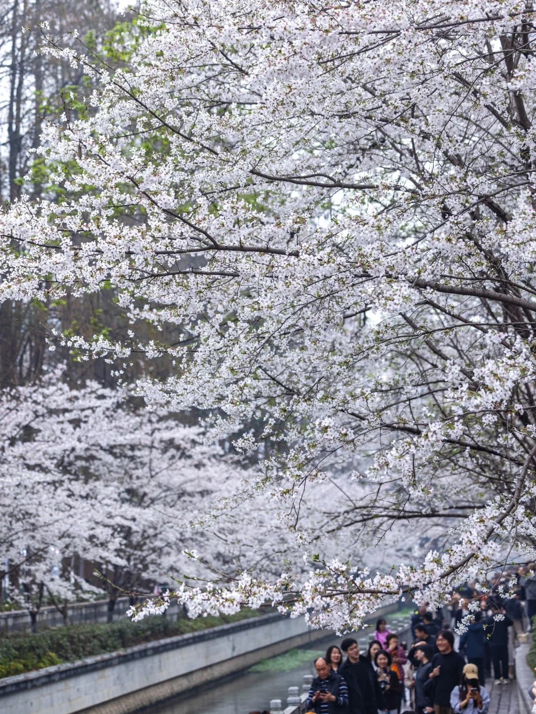 南京下个月樱花盛开｜这❺个赏樱地别错过