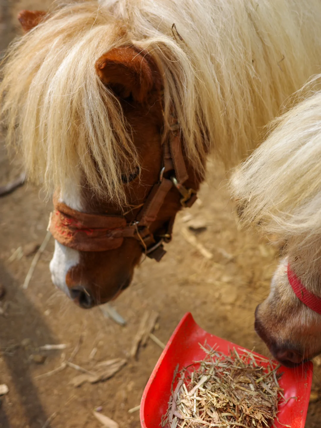 南京出发🚄1h！！！绝美小众秘境🌳