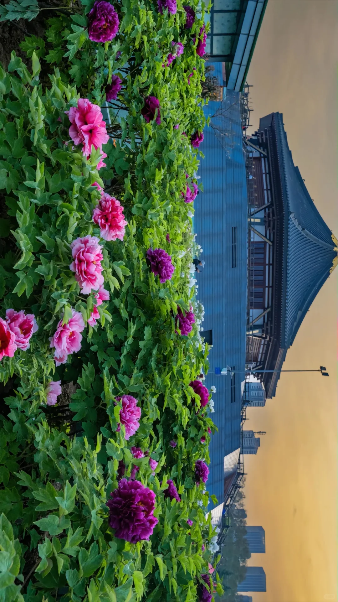 洛阳赏牡丹花攻略