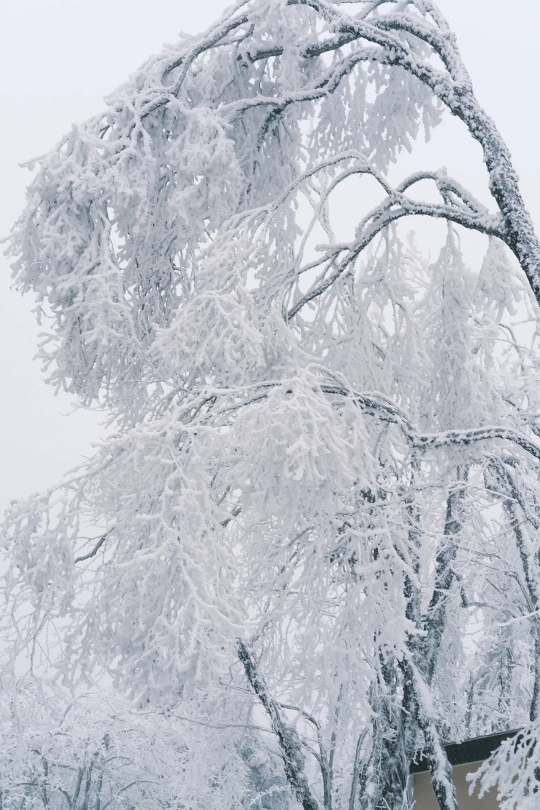 在王岗坪 遇见积雪雾凇～❄️
