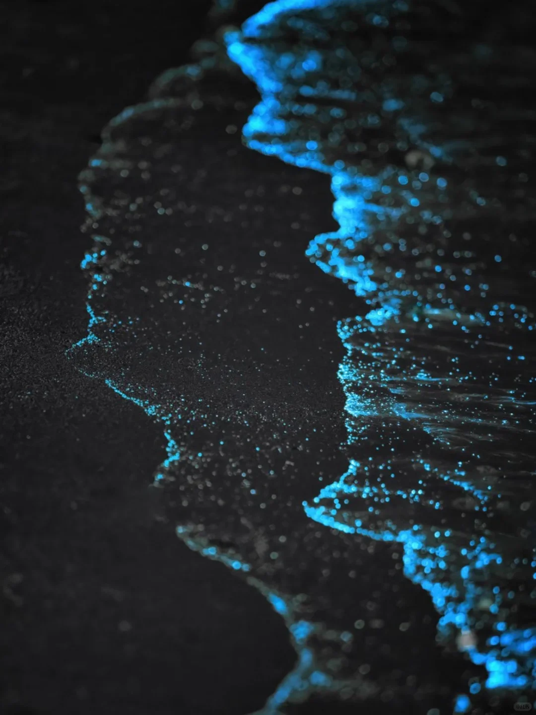 福建平潭首场蓝眼泪💧2025追泪最全攻略！