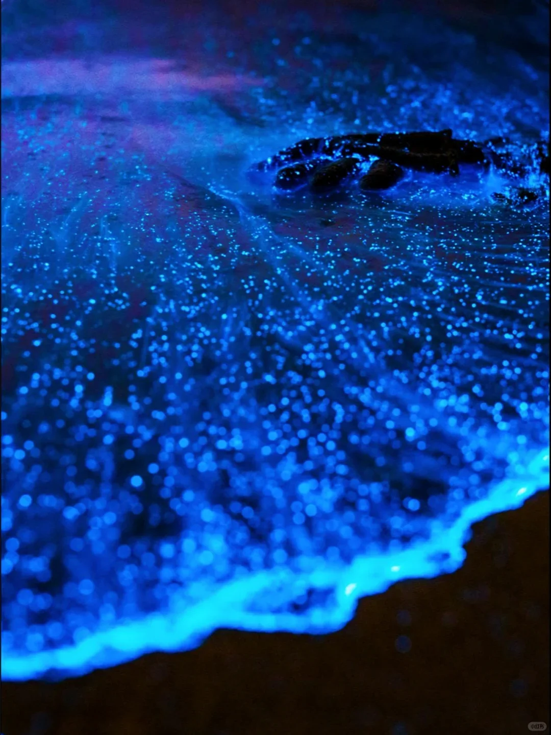 福建平潭首场蓝眼泪💧2025追泪最全攻略！