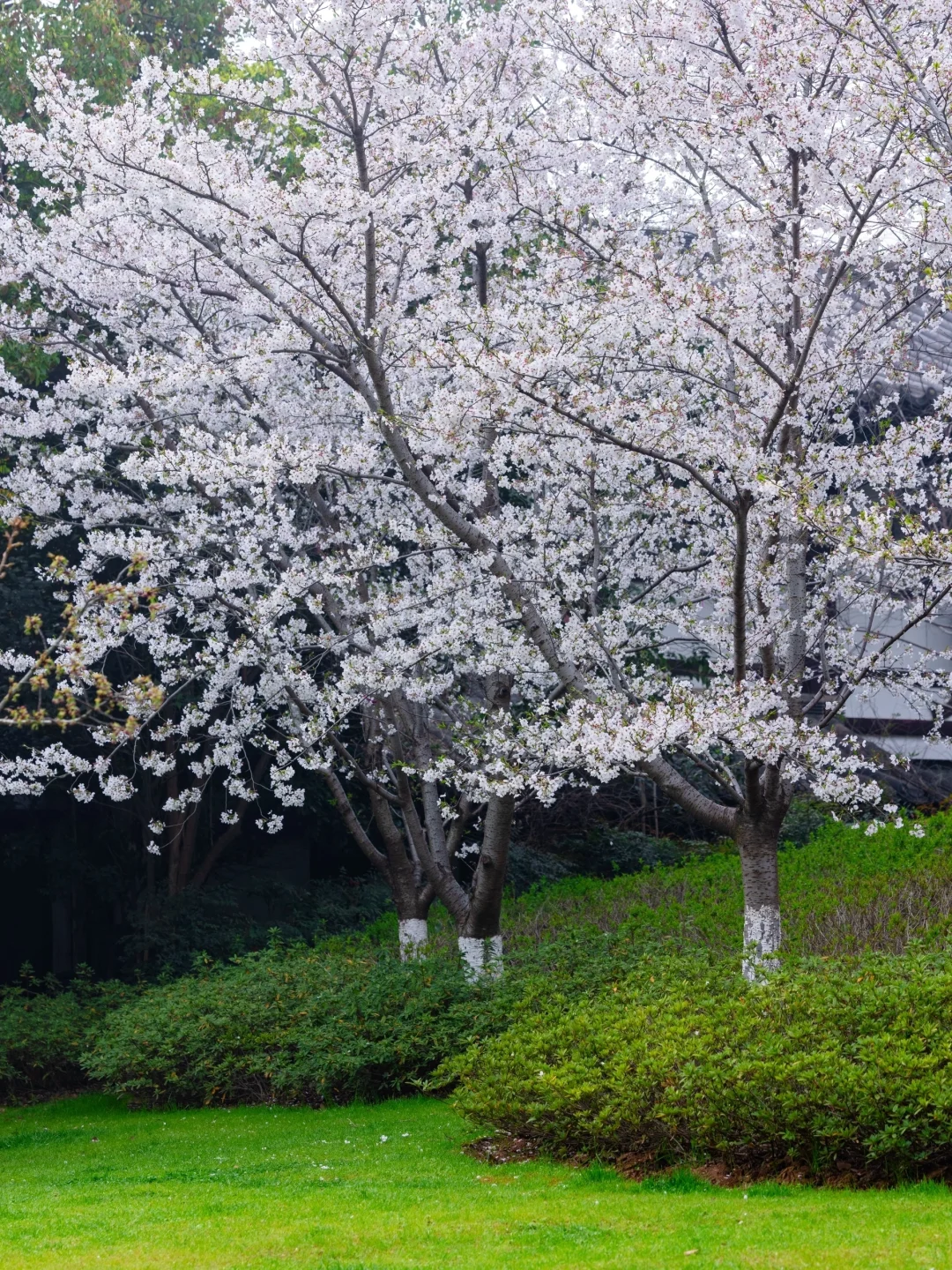 南京下个月樱花盛开｜这❺个赏樱地别错过