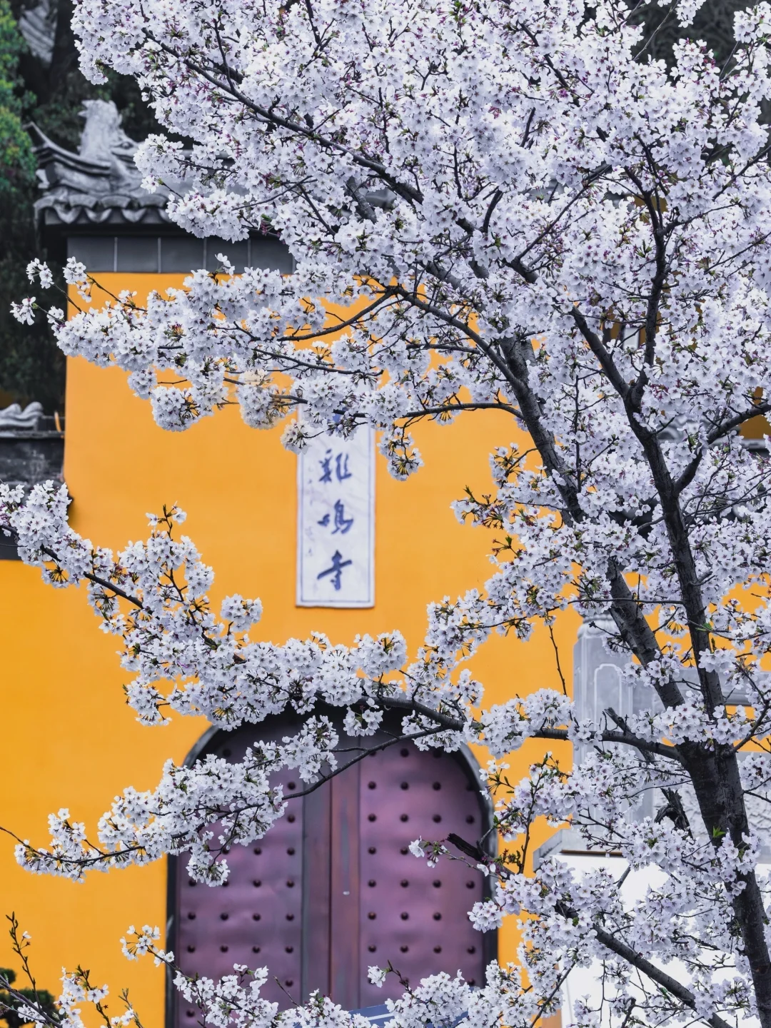 南京下个月樱花盛开｜这❺个赏樱地别错过