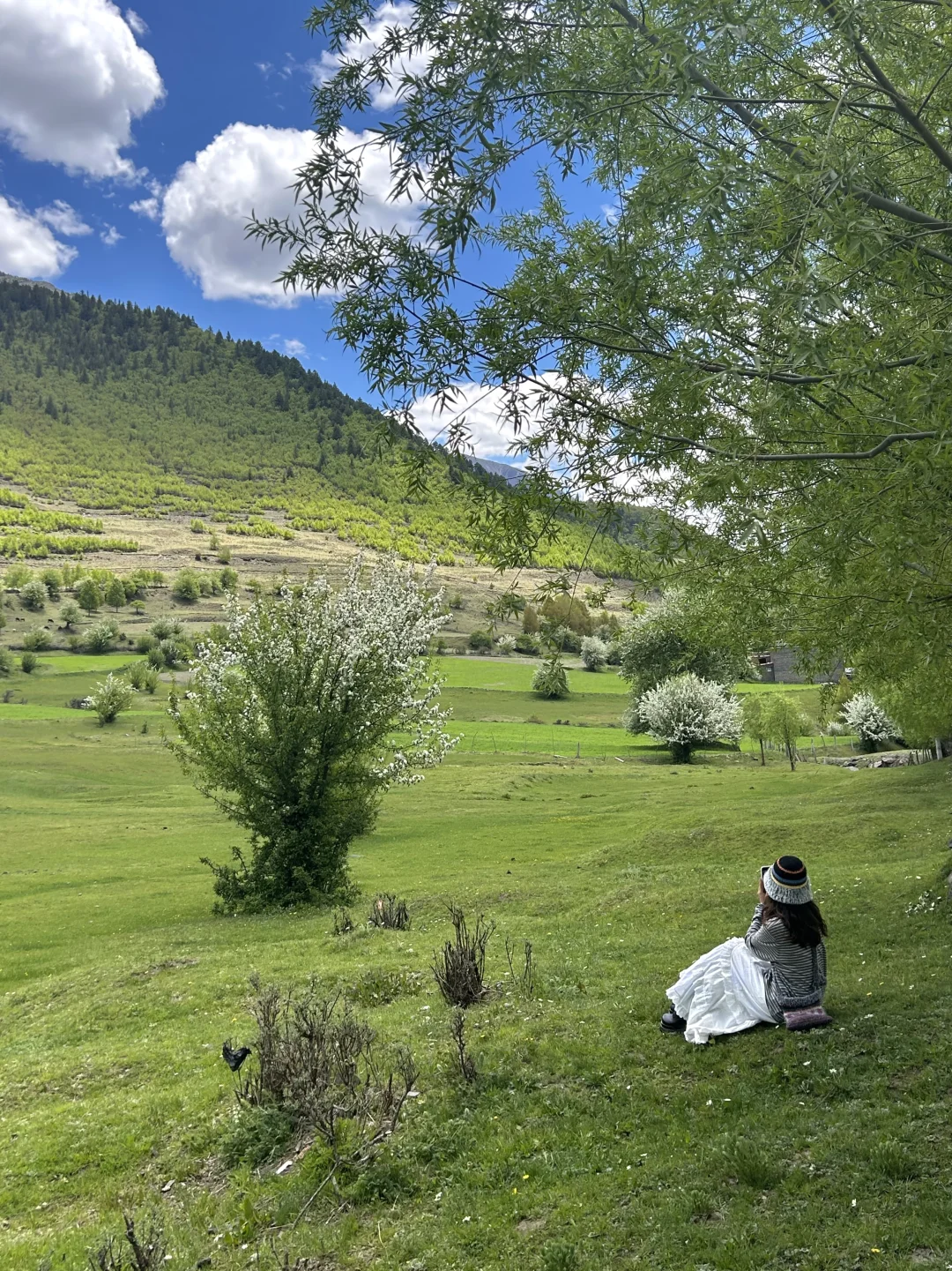 夏天的川西永远不缺生命力…