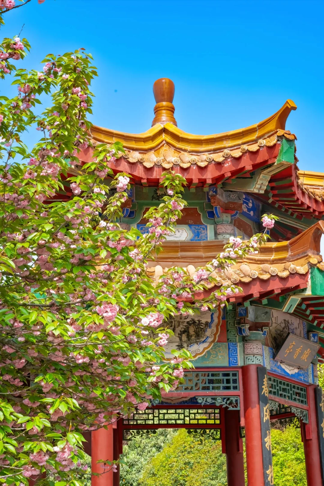 洛阳赏牡丹花攻略