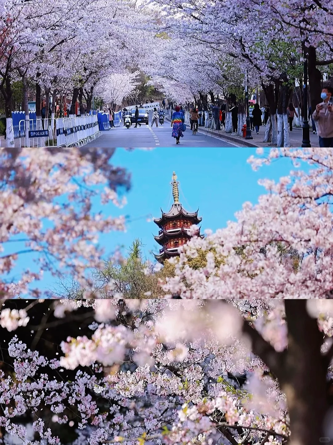 南京下个月樱花盛开｜这❺个赏樱地别错过