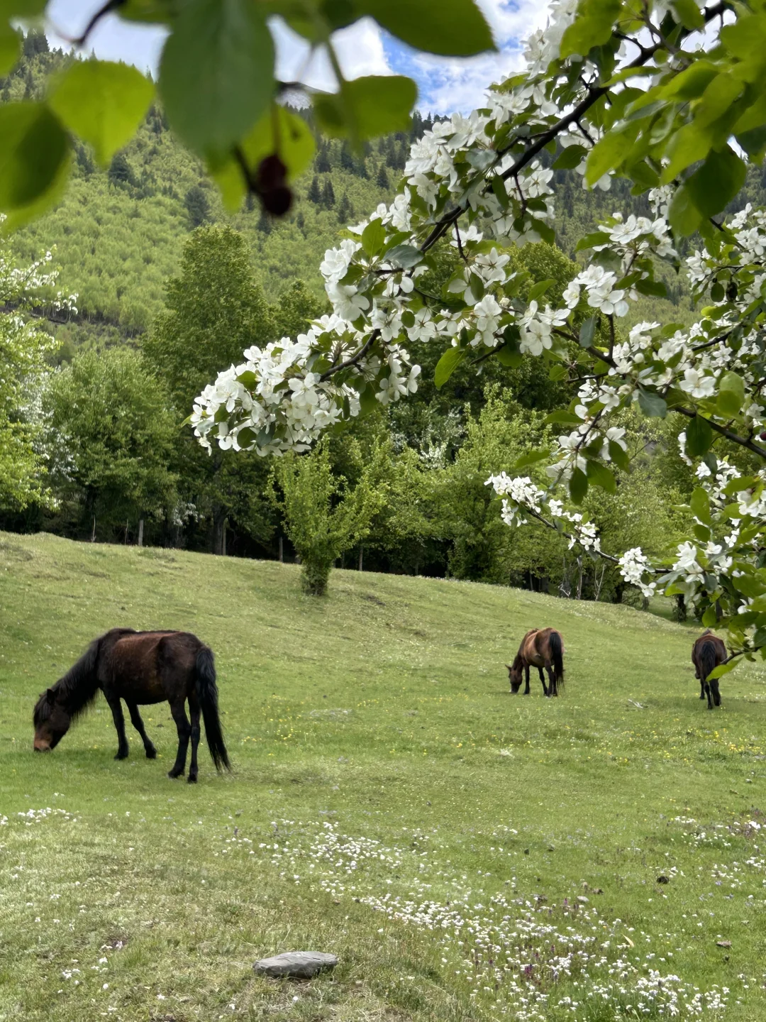 夏天的川西永远不缺生命力…
