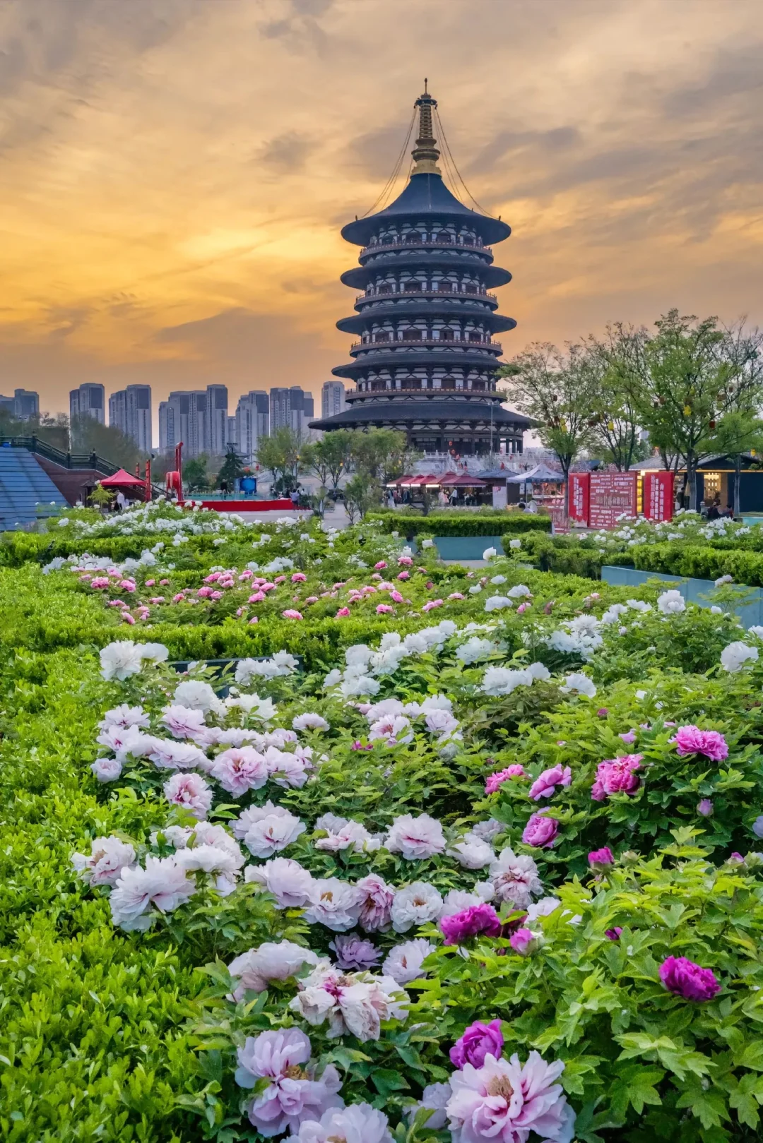 洛阳赏牡丹花攻略
